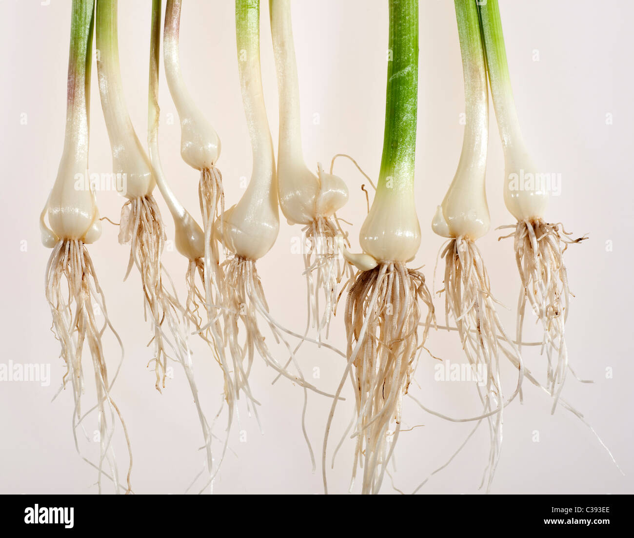 Cebollas salvajes, Allium tricoccum Foto de stock