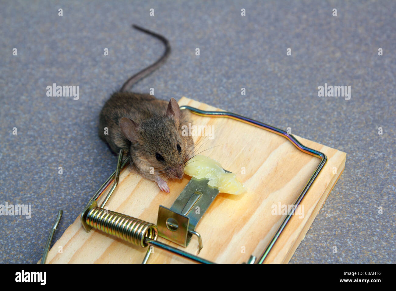 Trampa de ratón con el ratón atrapado comiendo queso Fotografía de stock -  Alamy