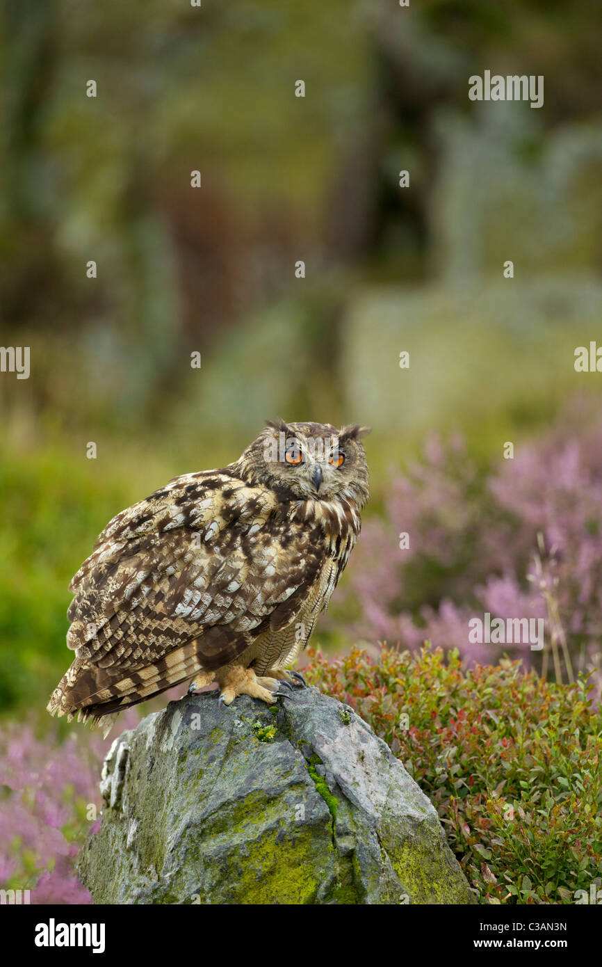 Búho Águila euroasiática, Bubo bubo, cautiva, en roca, con brezo de antecedentes, Loughborough, Leicestershire, Inglaterra, Reino Unido, Estados Foto de stock