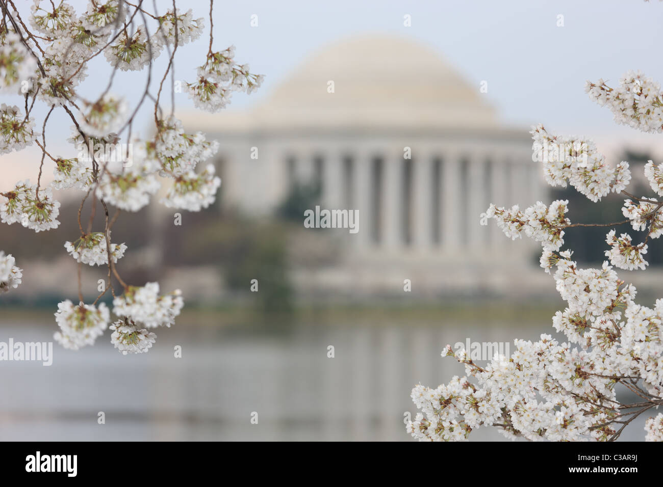 El Jefferson Memorial enmarcada por los cerezos en flor durante el 2011 Festival Nacional de las flores de cerezo en Washington, DC. Foto de stock