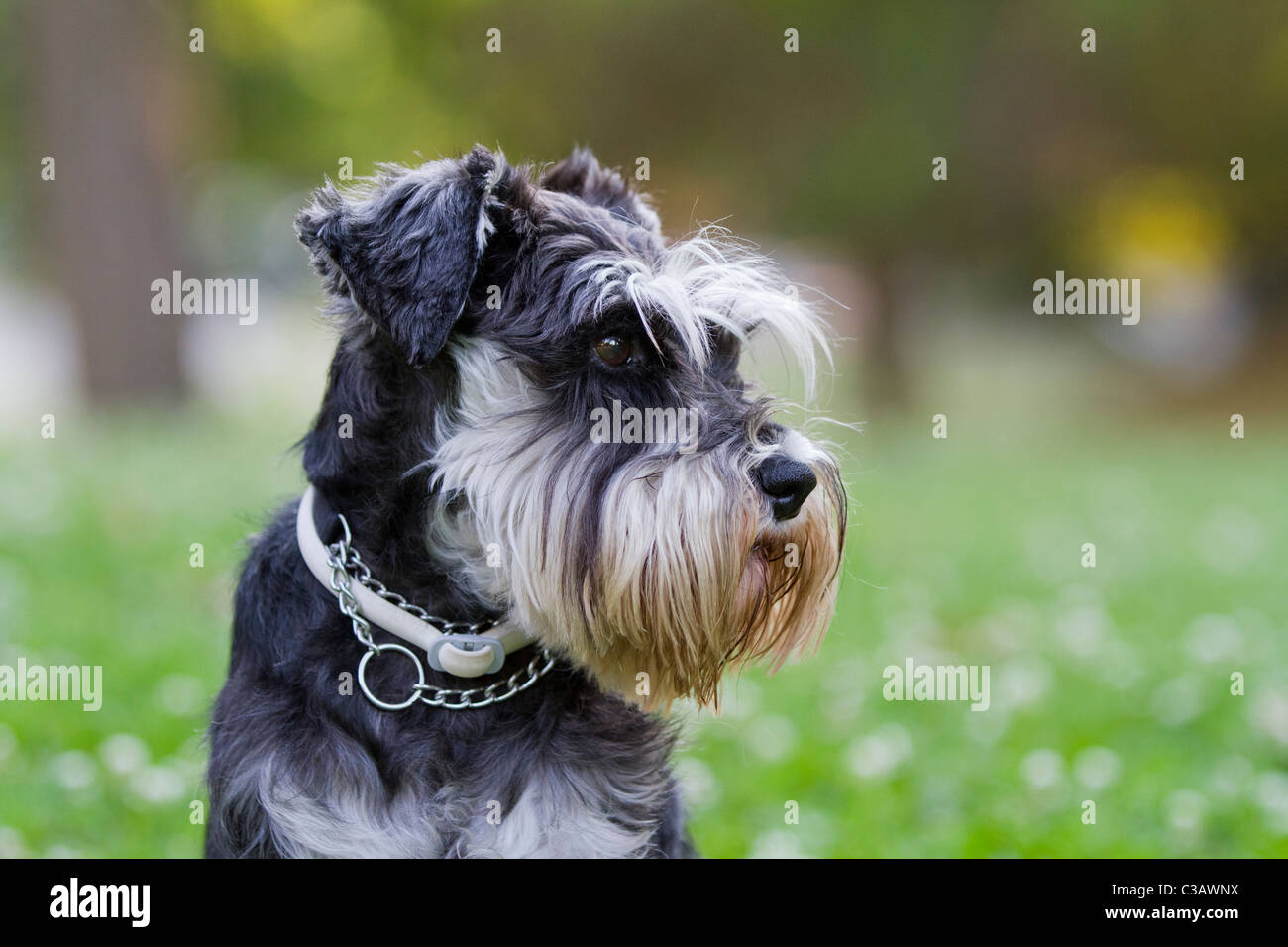 Schnauzer perro headshot. Raza estándar con barba y larga, feathery cejas.  Pelaje de colores negro y plata Fotografía de stock - Alamy