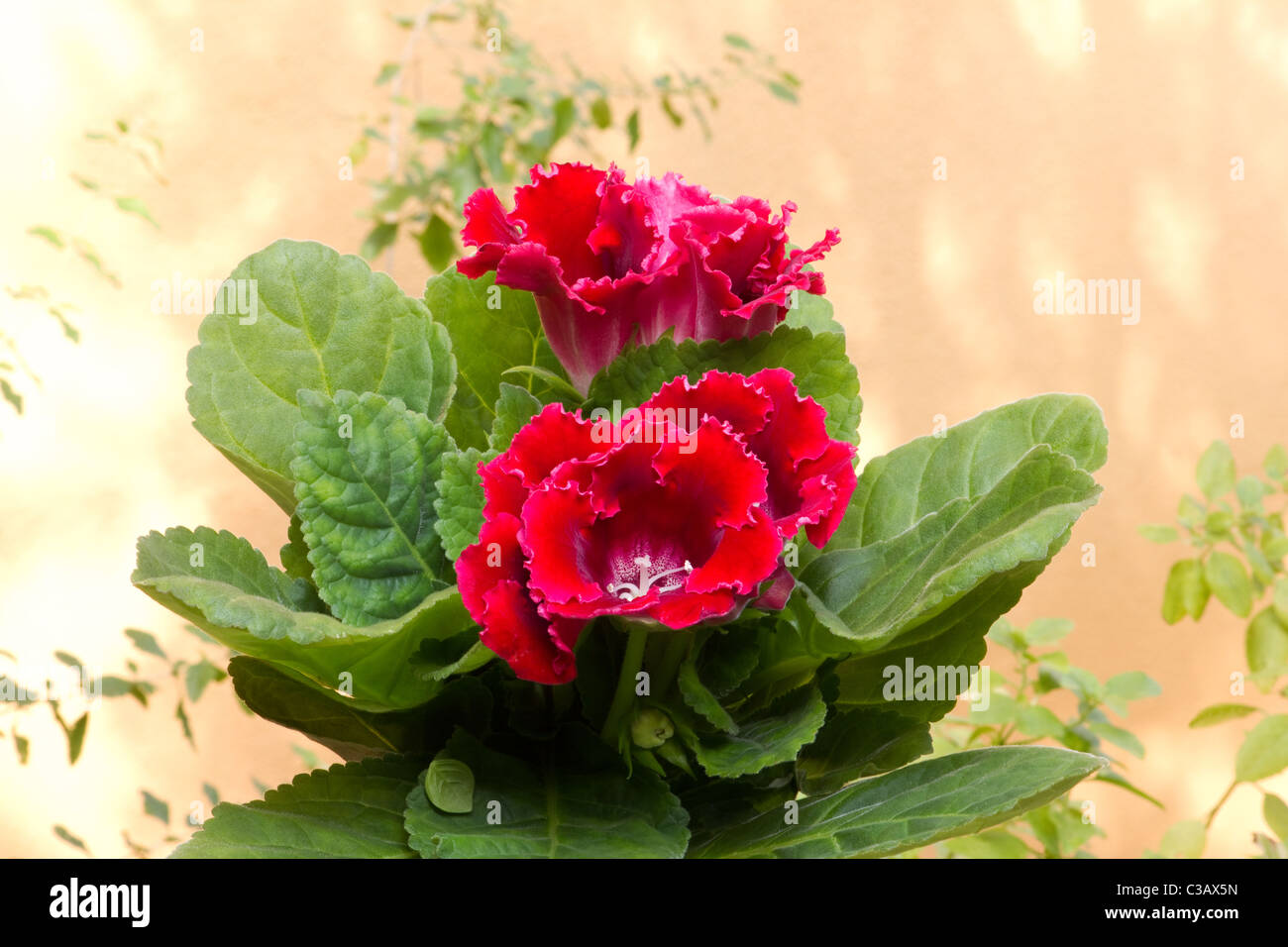 Close-up de gloxinia (Sinningia speciosa) flores y plantas Fotografía de  stock - Alamy
