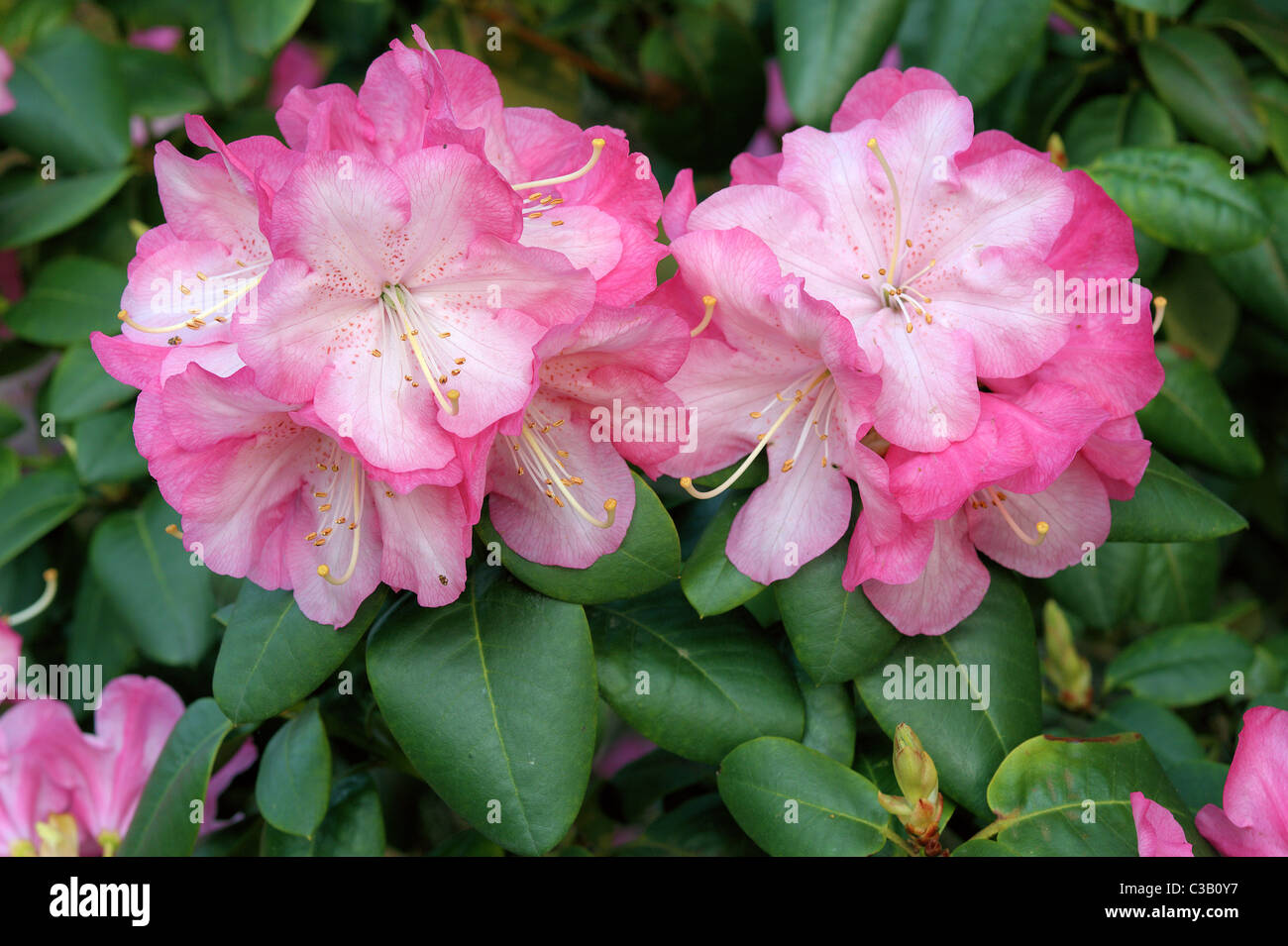 Rhododendron Stadt Essen flor rosa Foto de stock
