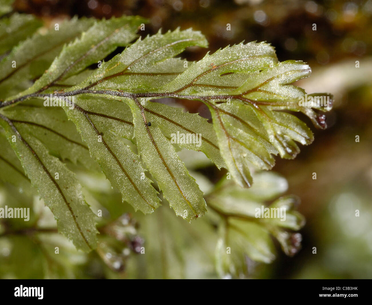 Filmy Wilson-helecho, hymenophyllum wilsonii Foto de stock