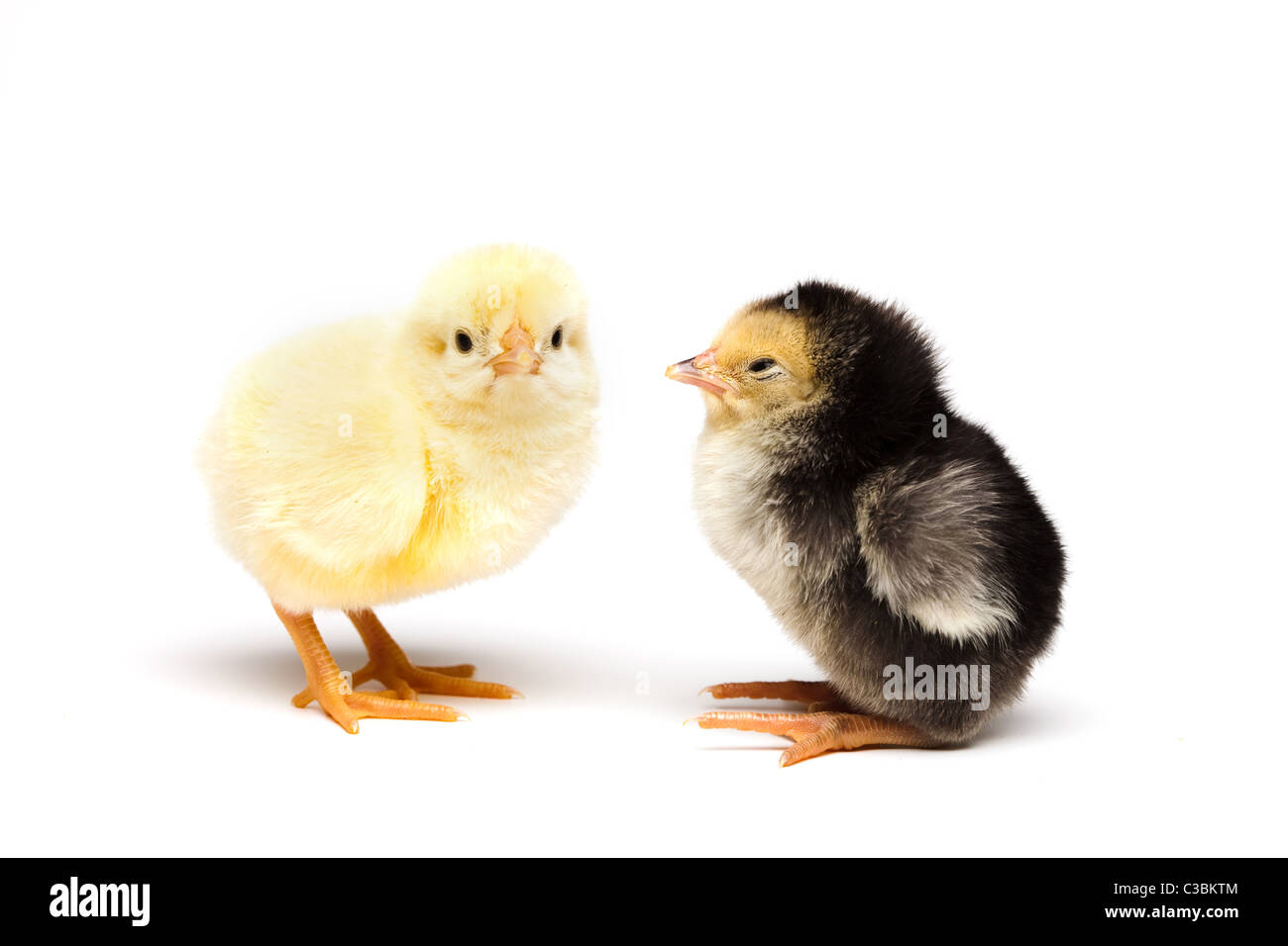 Pollito amarillo fotografías e imágenes de alta resolución - Alamy Pollito amarillo fotografías e imágenes de alta resolución - Alamy
