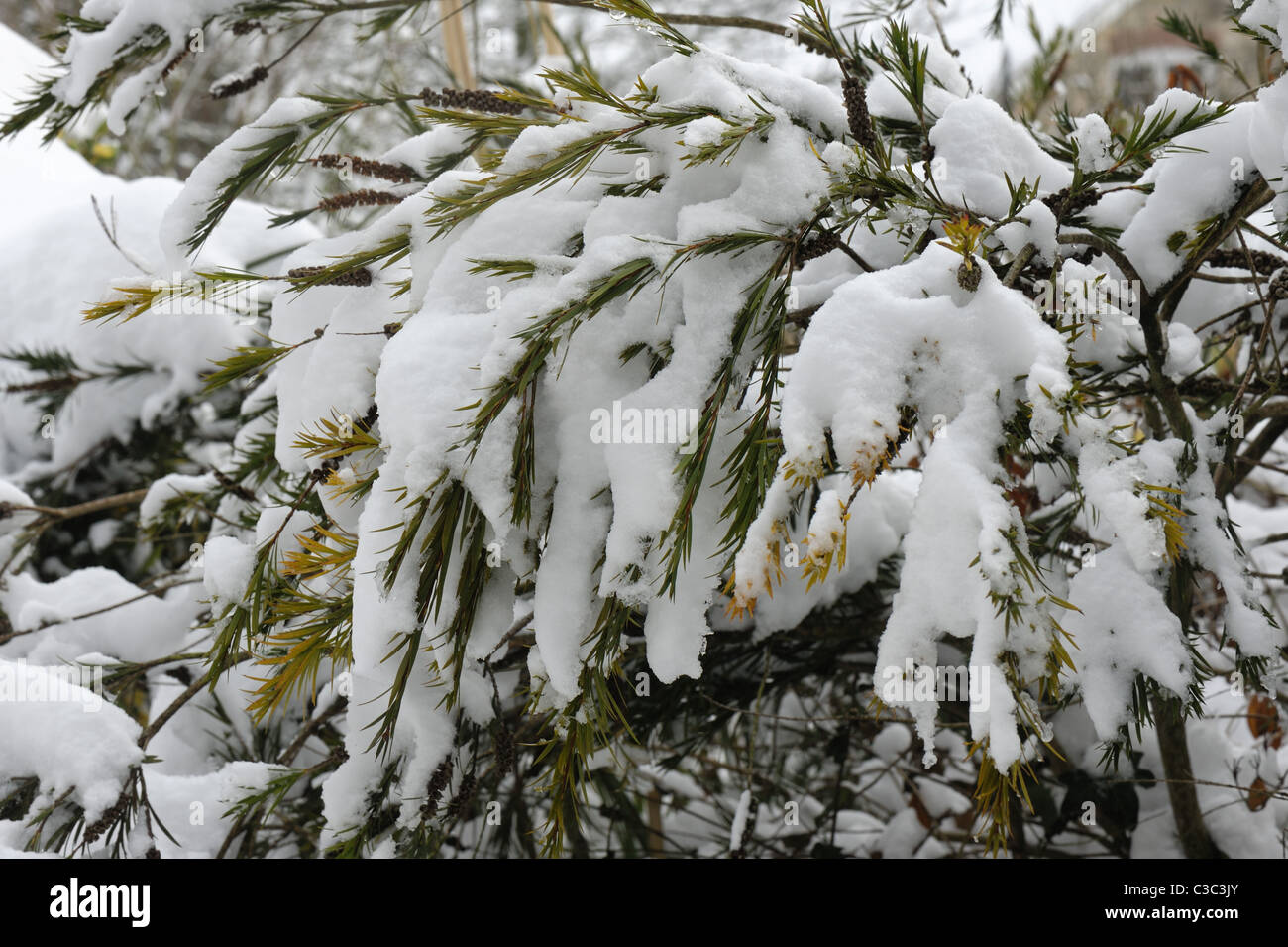 Cepillo de botella australiana (Callistemon rigidus) follaje con cubierta de nieve en invierno Foto de stock