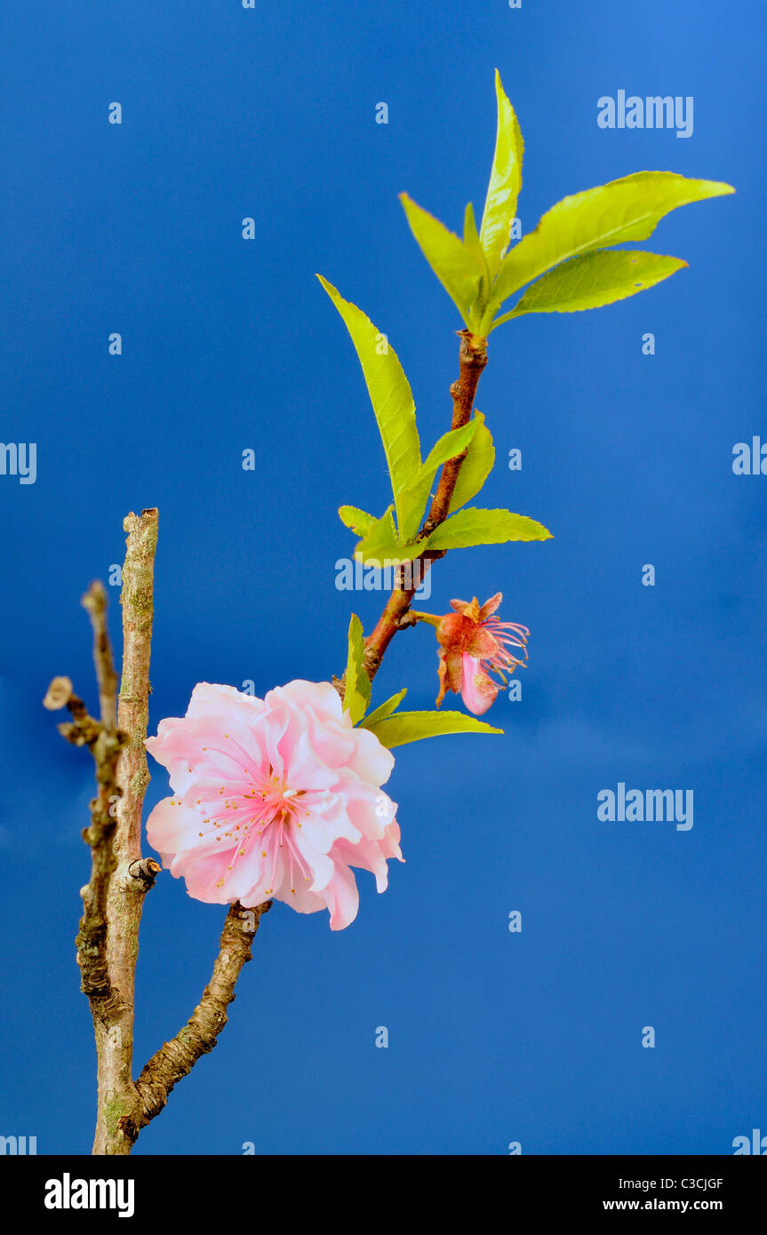 Primer plano de una rama de un árbol de durazno mostrando una flor doble  Fotografía de stock - Alamy