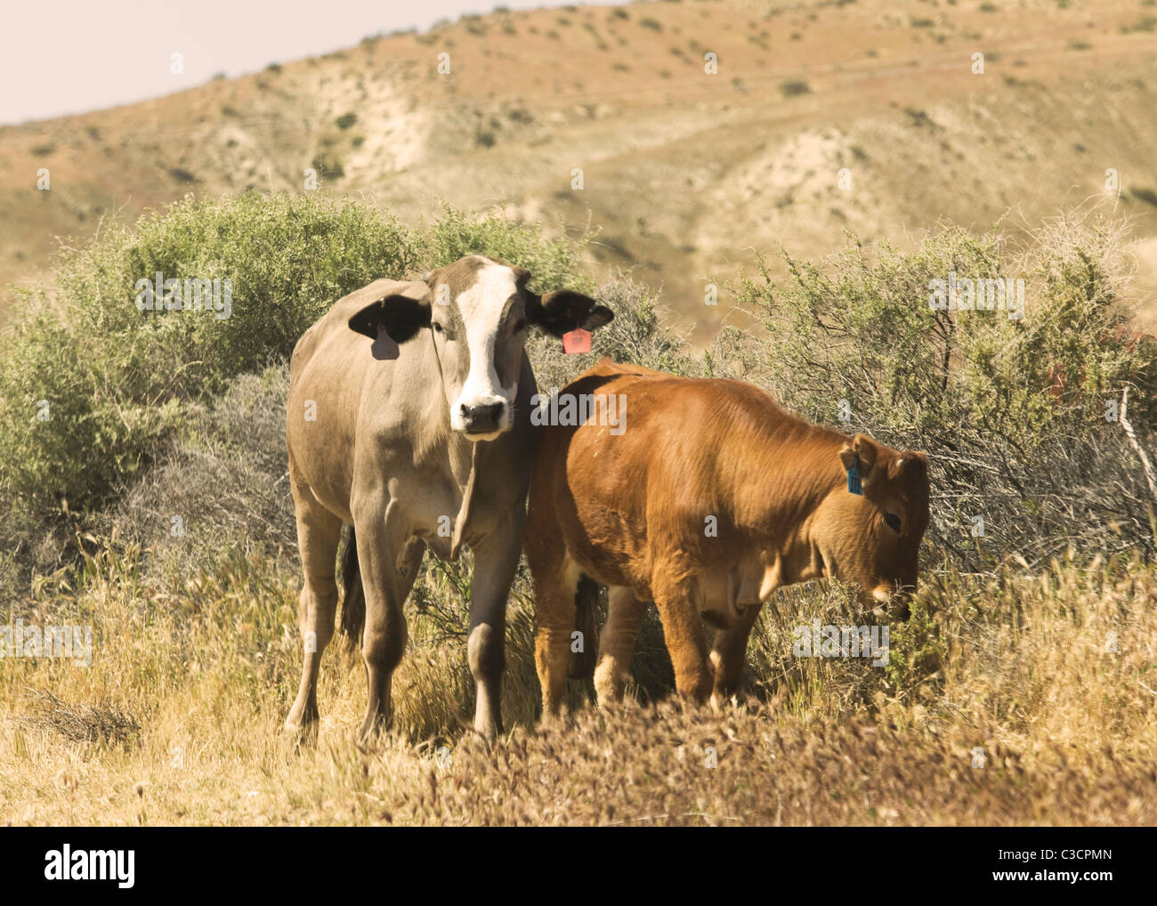Free Range vaca y ternera pastando - California EE.UU. Foto de stock