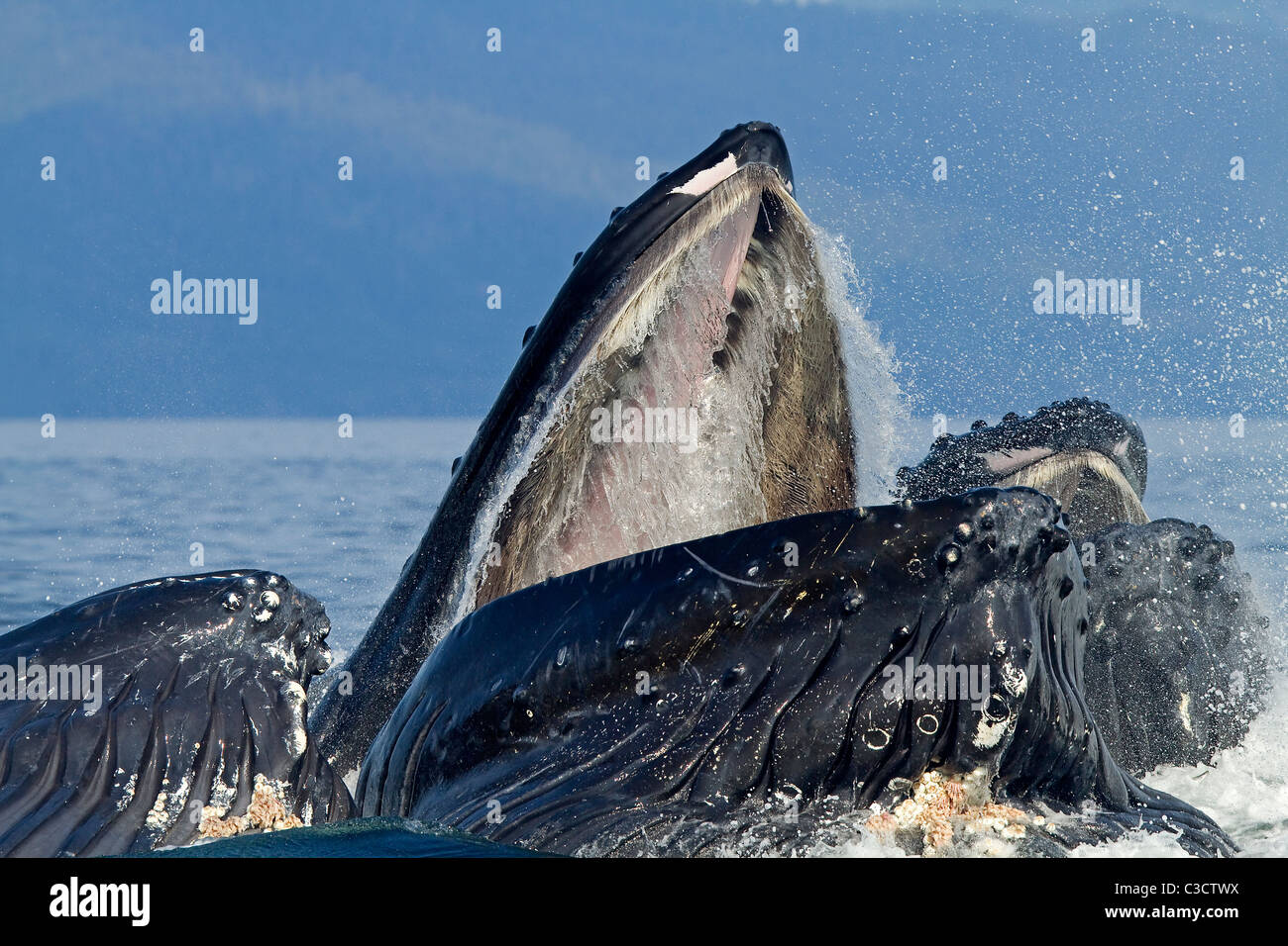 La ballena jorobada (Megaptera novaeangliae). Grupo lunge materna de krill (después de la burbuja-compensación). Foto de stock