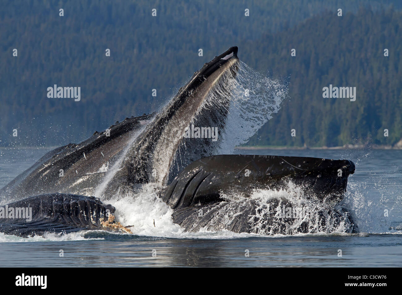 La ballena jorobada (Megaptera novaeangliae). Grupo lunge materna de krill (después de la burbuja-compensación). Foto de stock
