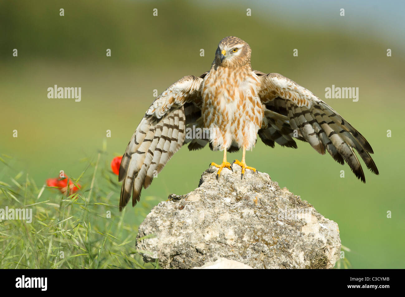 Montagus Harrier (Circus pygargus), hembra adulta de pie sobre una roca, con las alas abiertas. Foto de stock