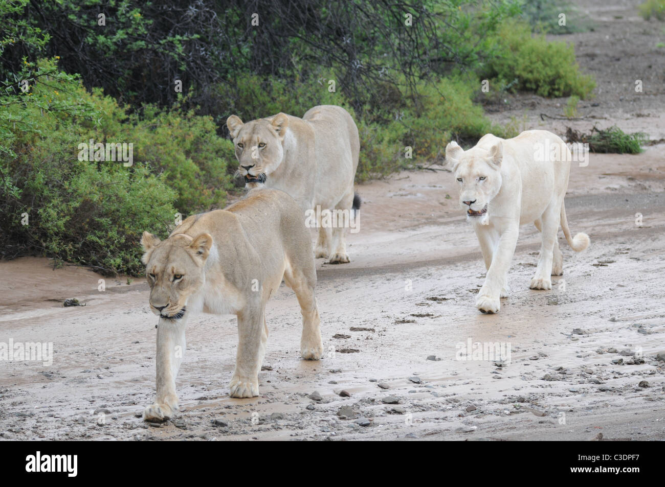 Wild lion hembra marrón y blanco juntos, un par de leones, león blanco con ojos azules Foto de stock