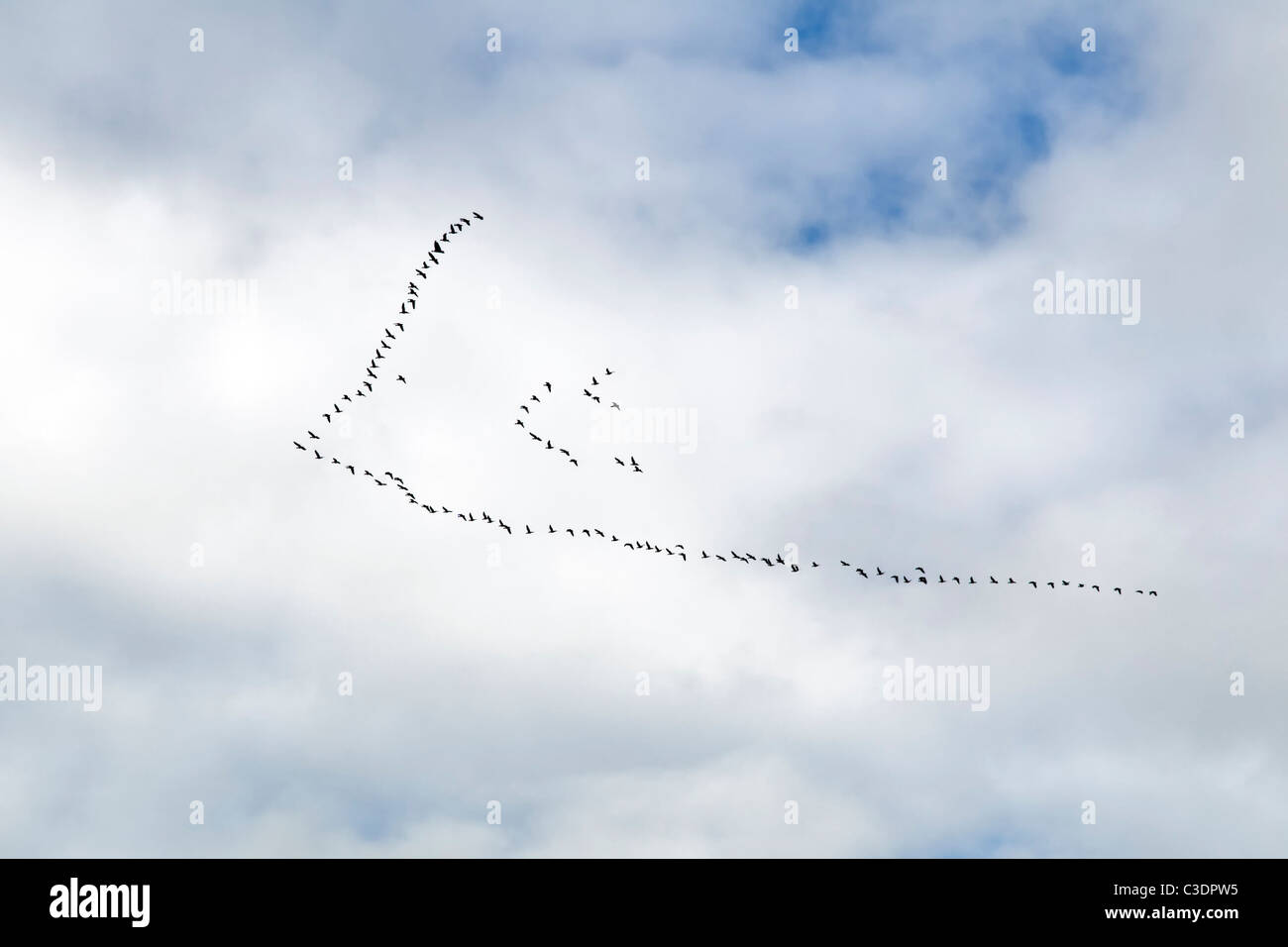 Gran bandada de gansos volando en formación de V, Durness Escocia Foto de stock