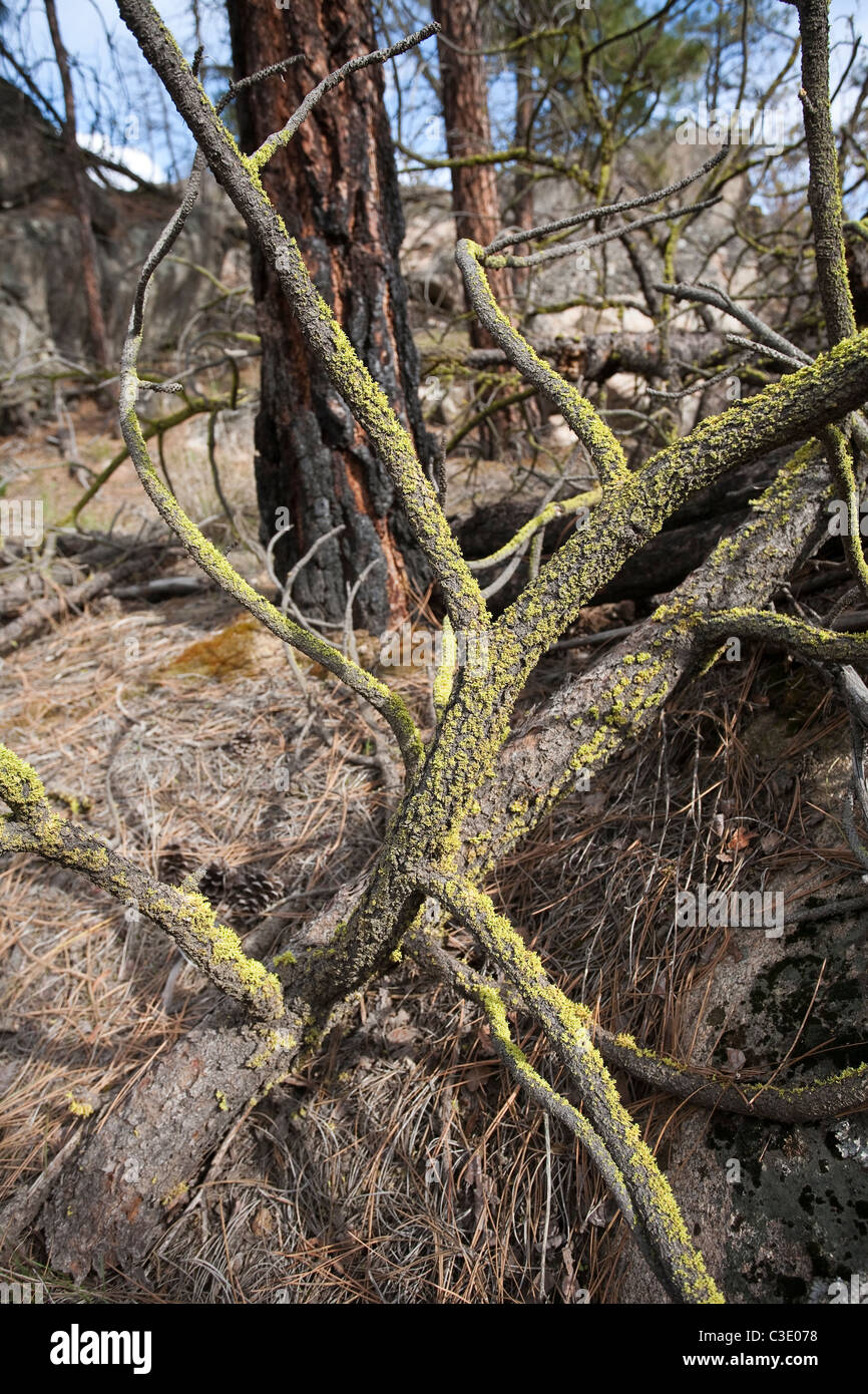 Líquenes en una rama caída, Northrup Canyon Área Natural, Condado Grant, Washington Foto de stock