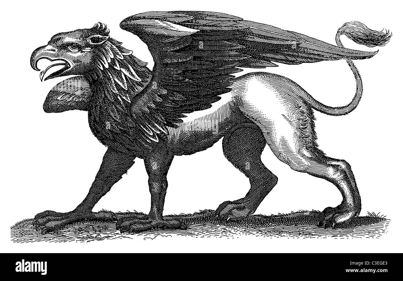 Gryphon o Griffin, una criatura mítica parte ave, parte león, parte tonterías. Desde 1678 un libro de historia natural (!). Foto de stock
