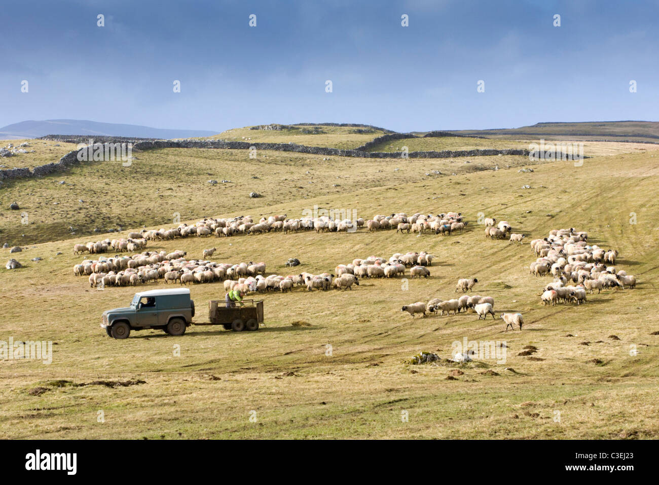 La cría de ovejas en Wharfedale Yorkshire UK Foto de stock