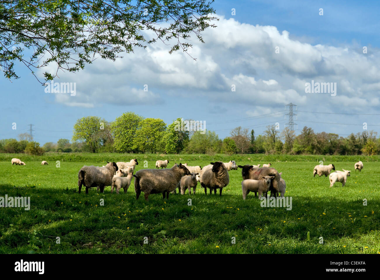 Escena rural de ganado en el campo tomadas cerca de Godney sobre los niveles de Somerset, Inglaterra, UK en fina primavera Foto de stock