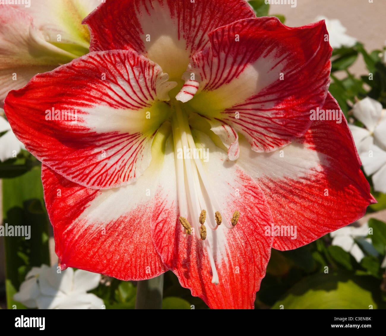 Stargazer variedad Amarilidáceas hippeastrum es comúnmente llamada Amaryllis  cuando vendió a florecer en el interior durante el invierno Fotografía de  stock - Alamy