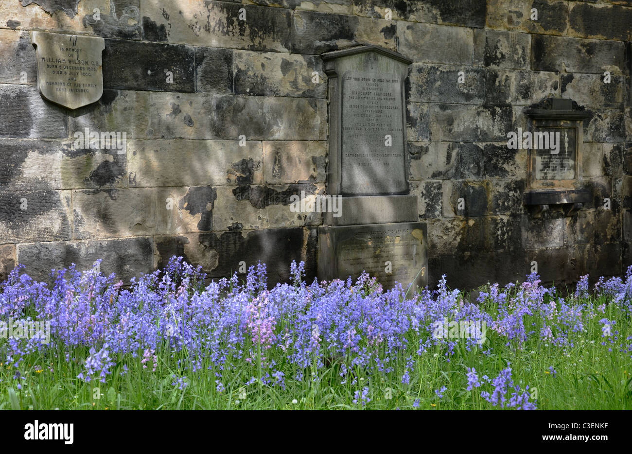 Las campánulas azules crecen en St John's Cementerio de Edimburgo. Foto de stock