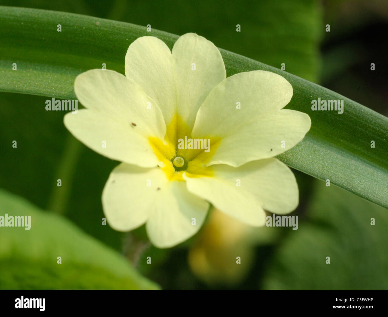 (Pin), Primrose Primula vulgaris Foto de stock