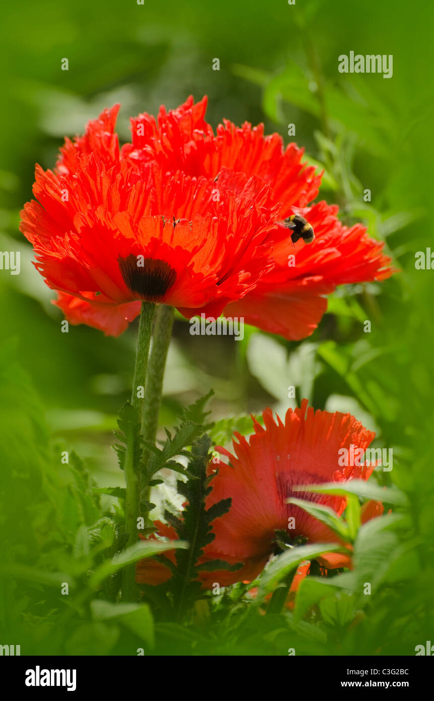 Flotando abeja en vuelo sobre un gran amapola roja flor en primavera en el humedal de Londres y la Reserva de Vida Silvestre Barnes, Londres, Gran Bretaña. Foto de stock