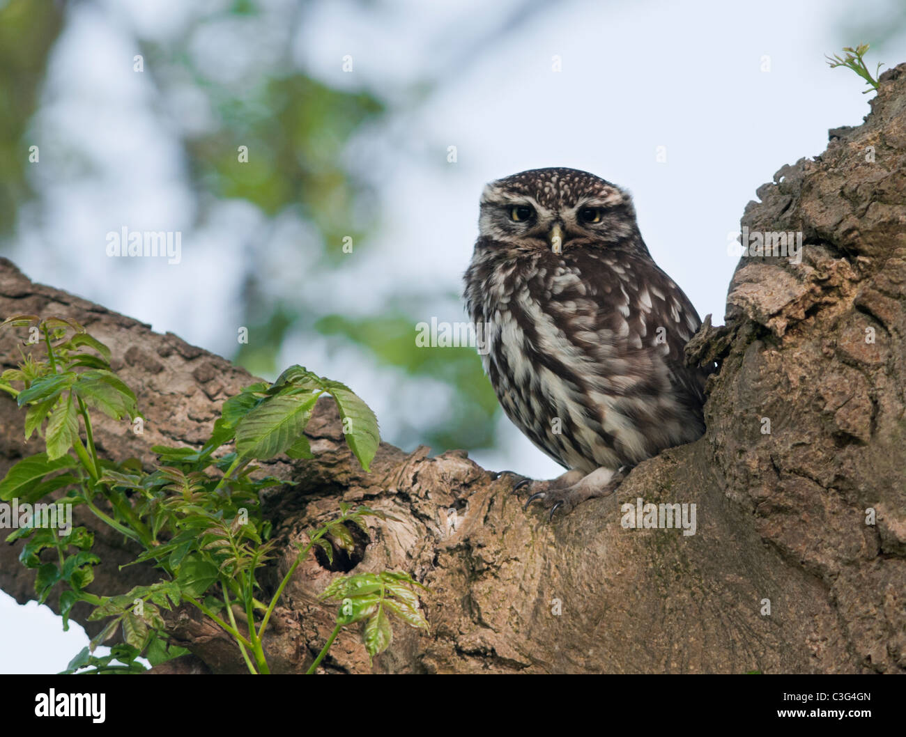 Pequeño Búho (Athene noctua) encaramado en el árbol Foto de stock