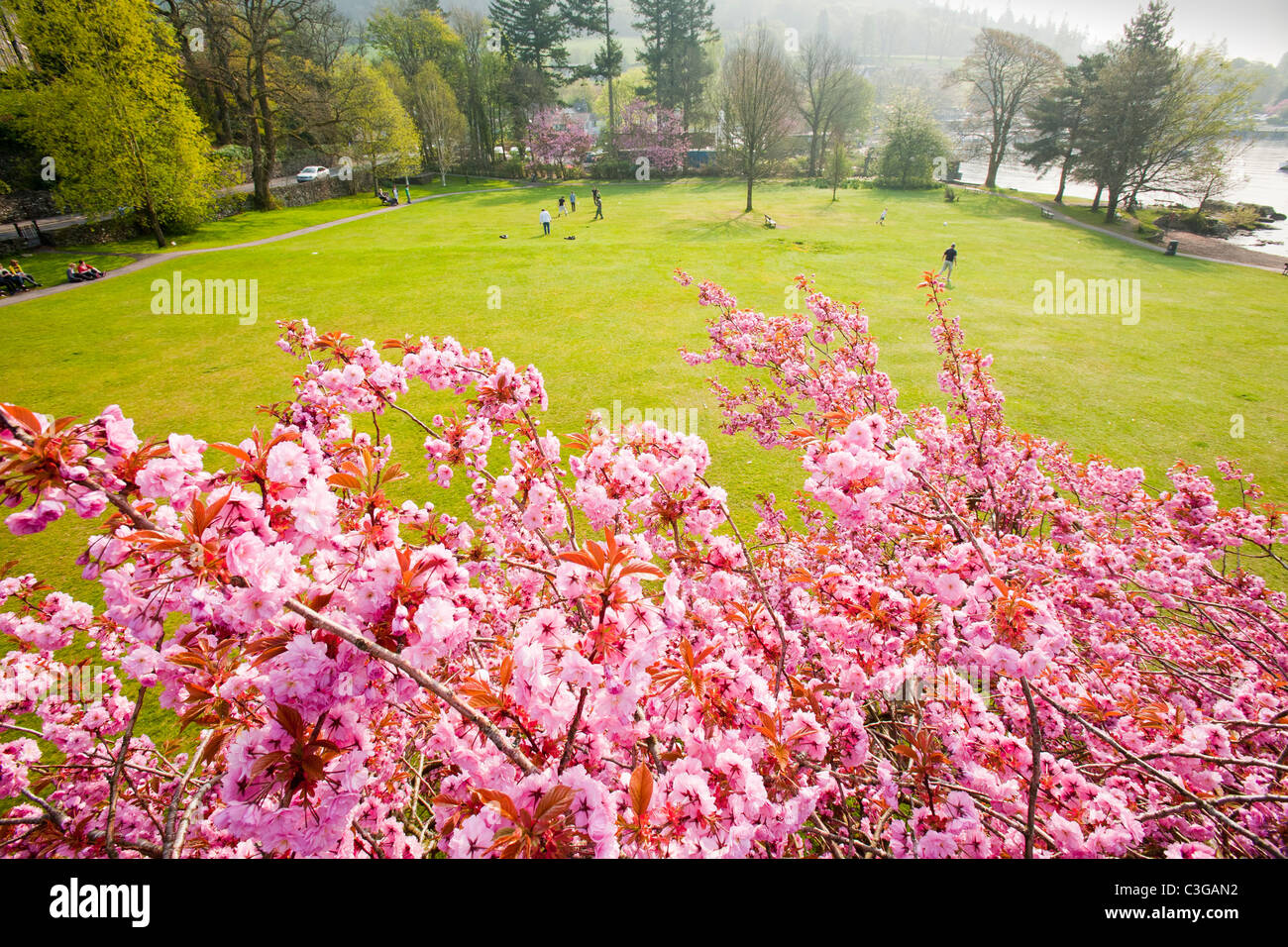 Los cerezos en flor de cerezo ornamental en la primavera, en el parque, Borrans Ambleside, Cumbria, Reino Unido. Foto de stock