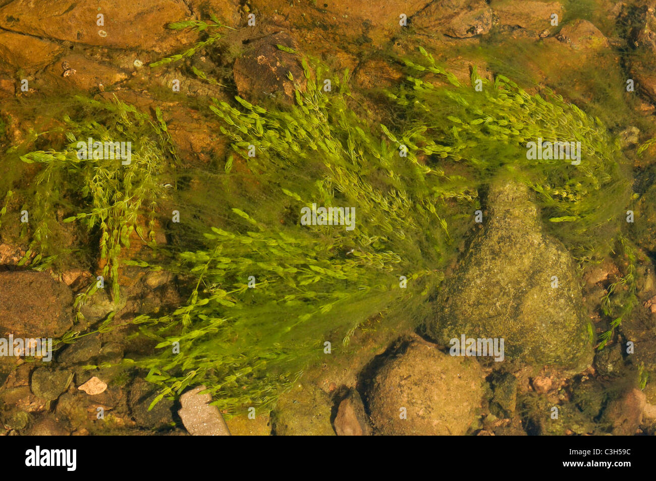 Delicado, chara virgata Stonewort - un esbelto y ramificada, alga de agua dulce Foto de stock
