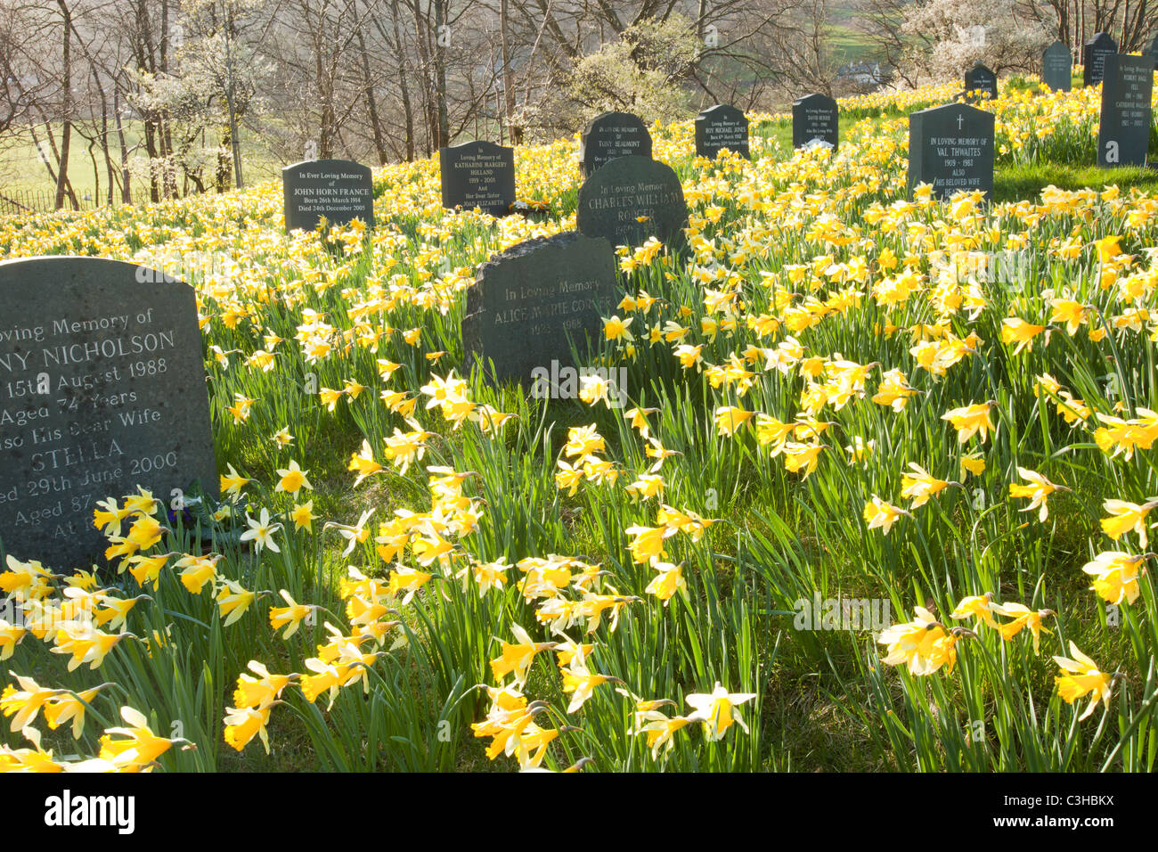 Narcisos silvestres (Narcissus pseudonarcissus) florece en primavera, en Troutbeck camposanto, Lake District, en el Reino Unido. Foto de stock