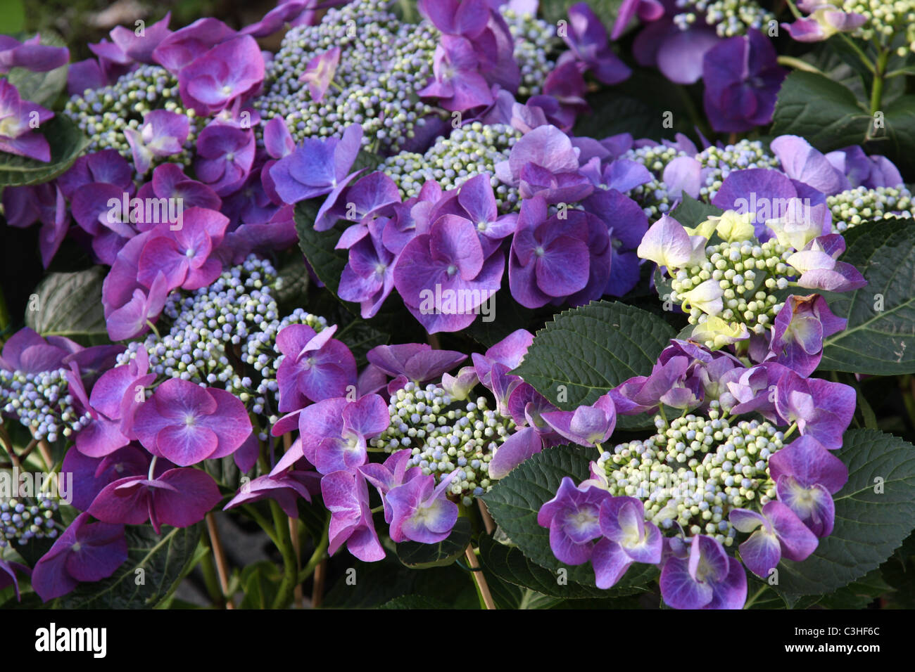 Hortensien, lila, Blueten, hortensias, Hortensia, purple blossom Foto de stock