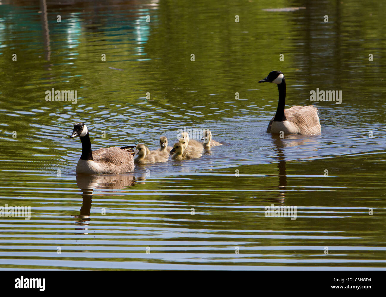 Gansos canadienses con goslings nadando en un río. Foto de stock