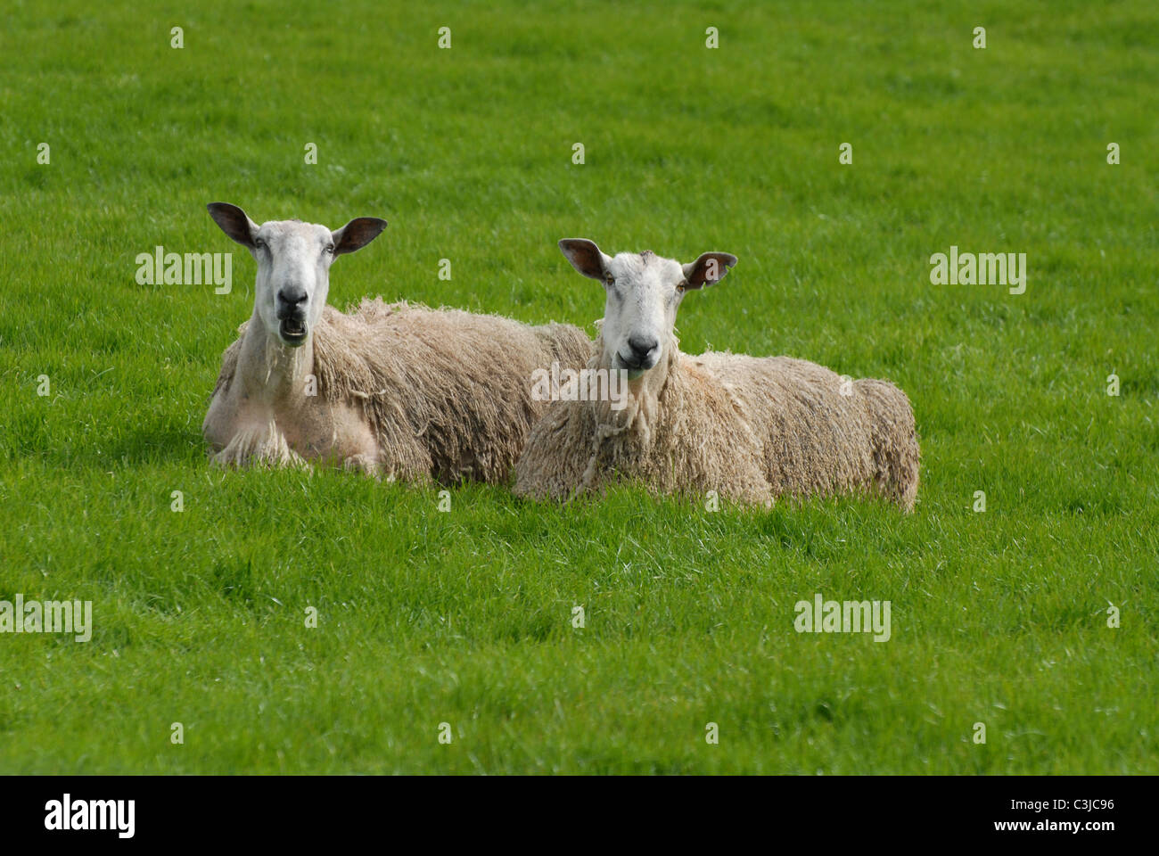 Dos ovejas viejas tomando un merecido descanso y contemplar su mundo de los Yorkshire Dales, el Noroeste de Inglaterra Foto de stock