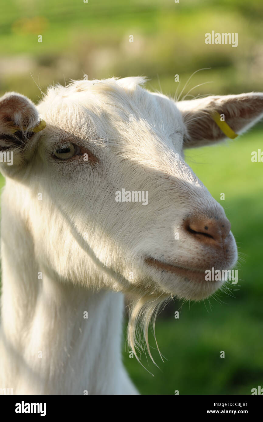 Cabeza de una alerta castrado Saanen capones cabra con ligera barba y crotales Foto de stock