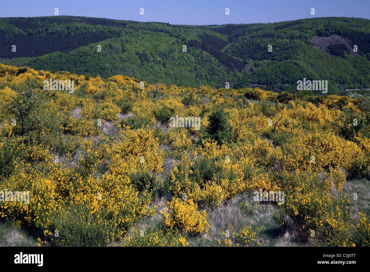 Floración floración común en el Parque Nacional de Eifel, North Rhine-Westphalian, Alemania Foto de stock