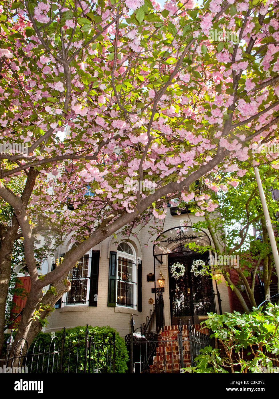 La luz del sol brilla en la primavera los árboles florecientes en la histórica calle N en el barrio de Georgetown, Washington, D.C. Foto de stock