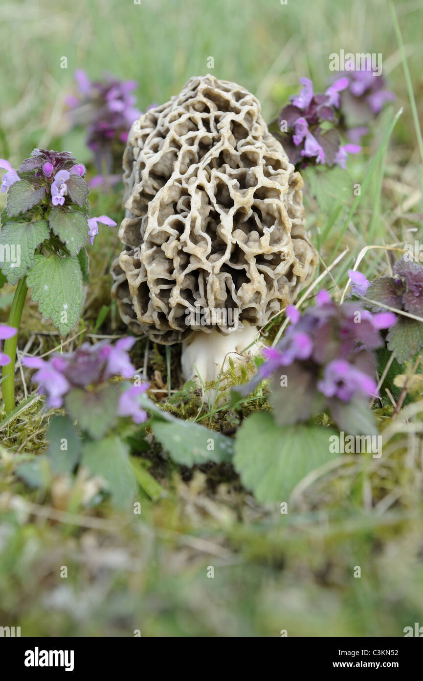 Los hongos comestibles, Morel, Común morcella esculenta, Norfolk, Inglaterra , Abril Foto de stock