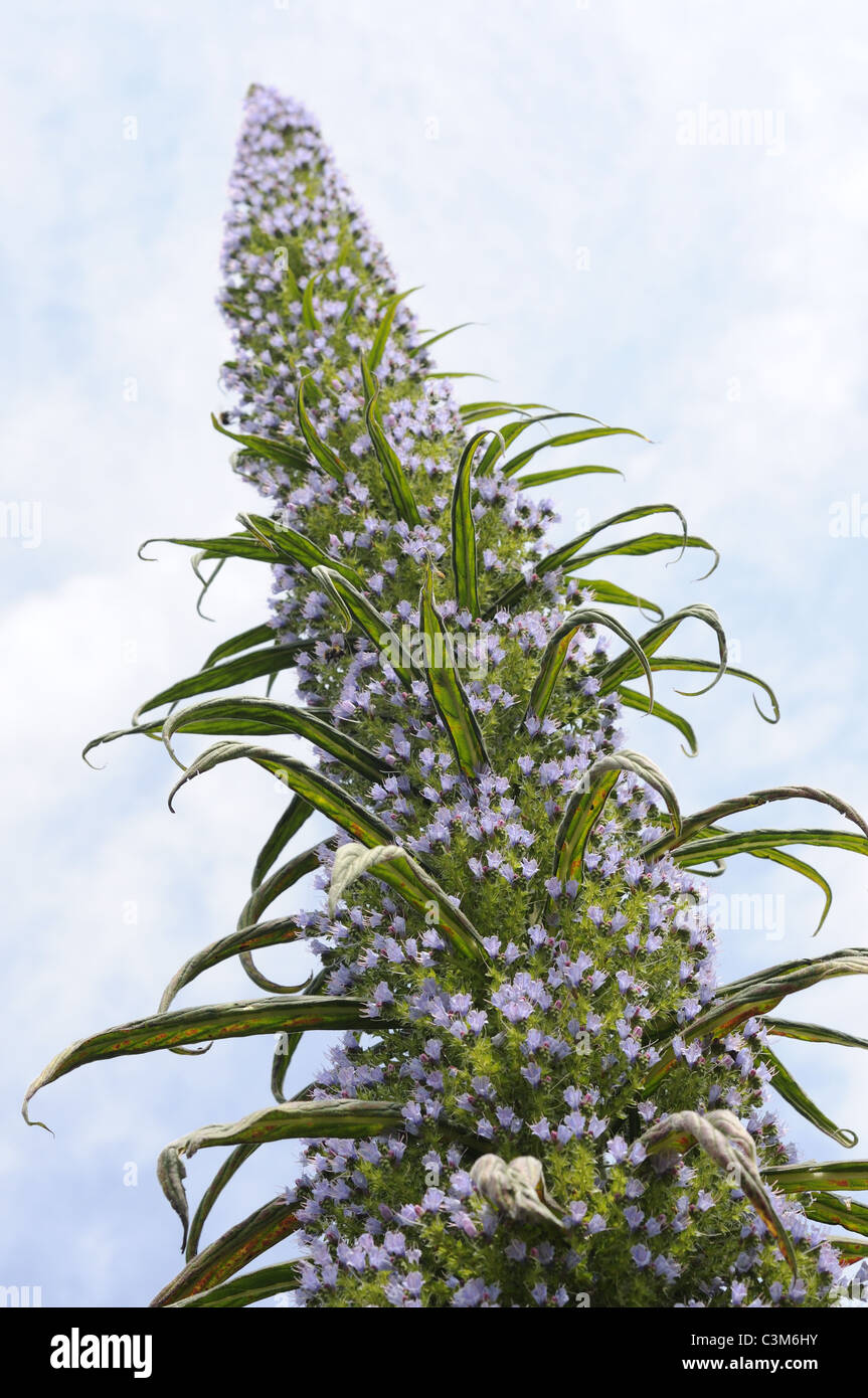 Echium, Boraginaceae, pinnifolium, 'gigantes' bugloss víboras, vista del pico de la flor contra el cielo, Reino Unido, junio Foto de stock