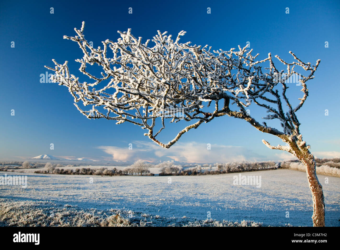 Doblado de viento espino cubierto por el invierno helada hoar, condado de Sligo, Irlanda. Foto de stock