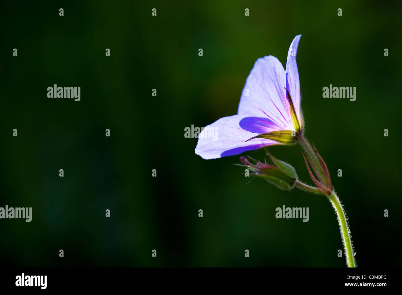 Geranium Orion. Cranesbill flor y bud. Spot dosificado e iluminado por la luz solar Foto de stock