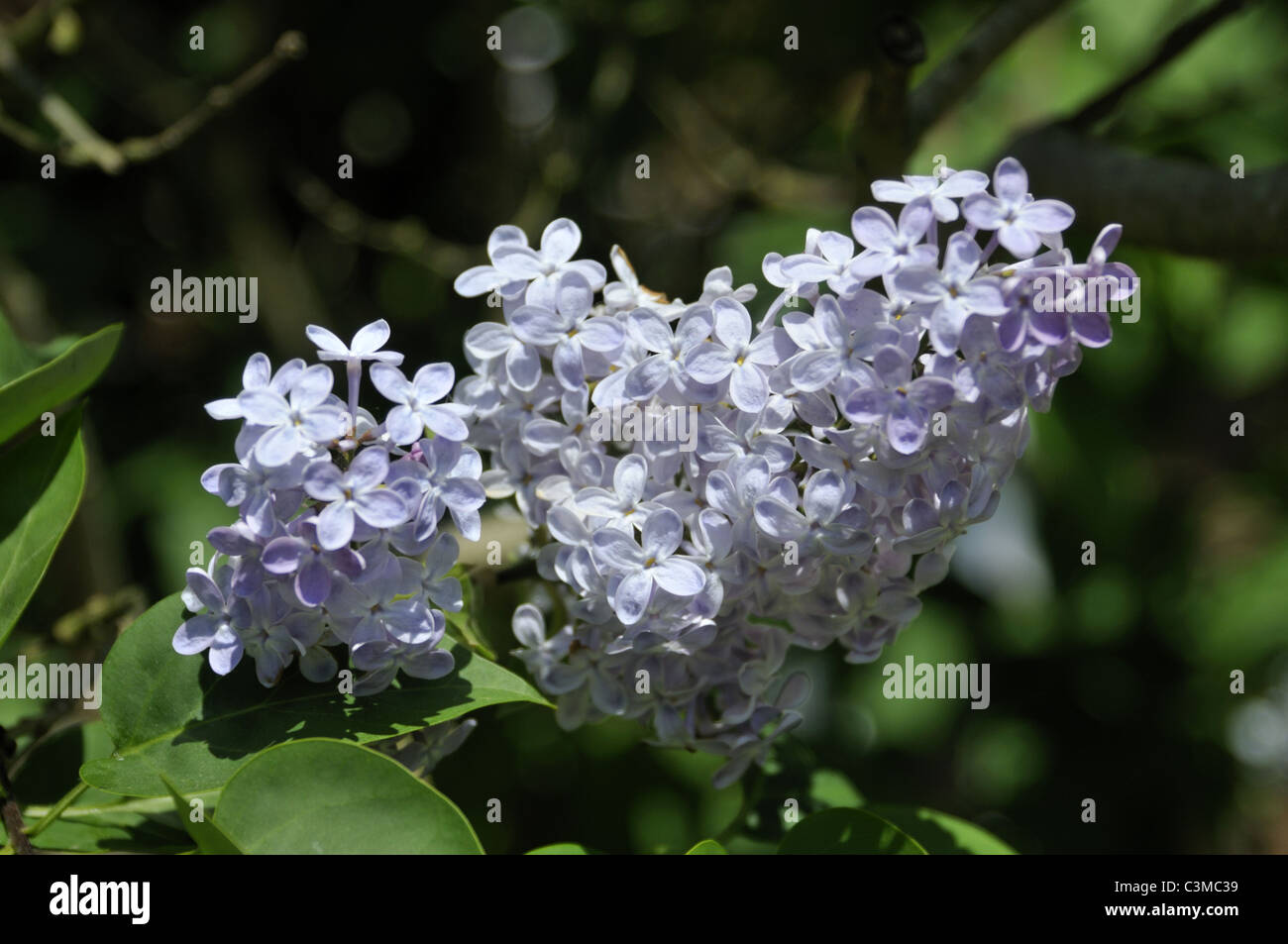 Ramo de flores del lila (Syringa sp.) Foto de stock