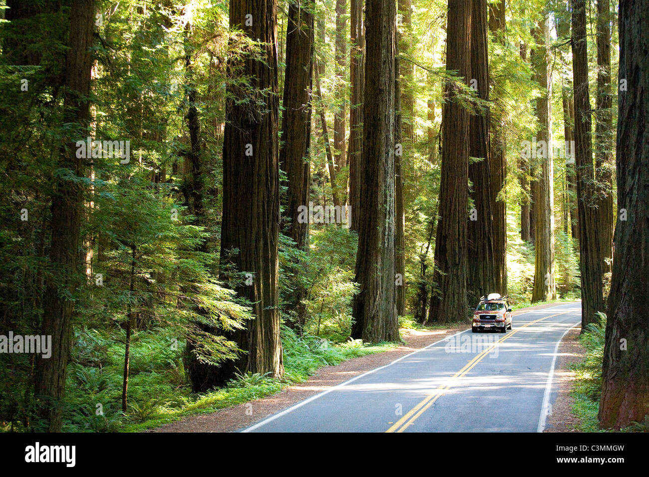 Avenue of the giants fotografías e imágenes de alta resolución Alamy