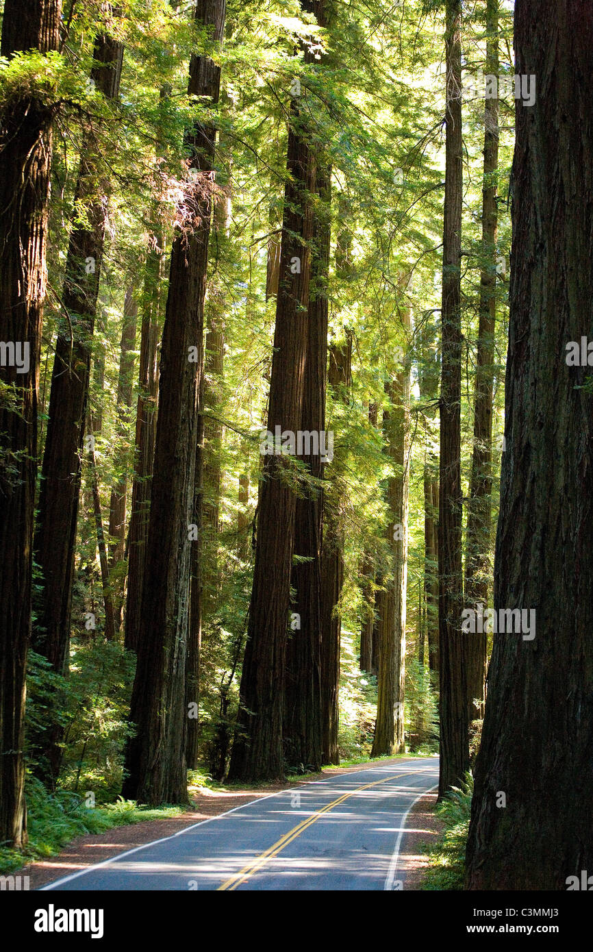 Avenue of the giants fotografías e imágenes de alta resolución Alamy