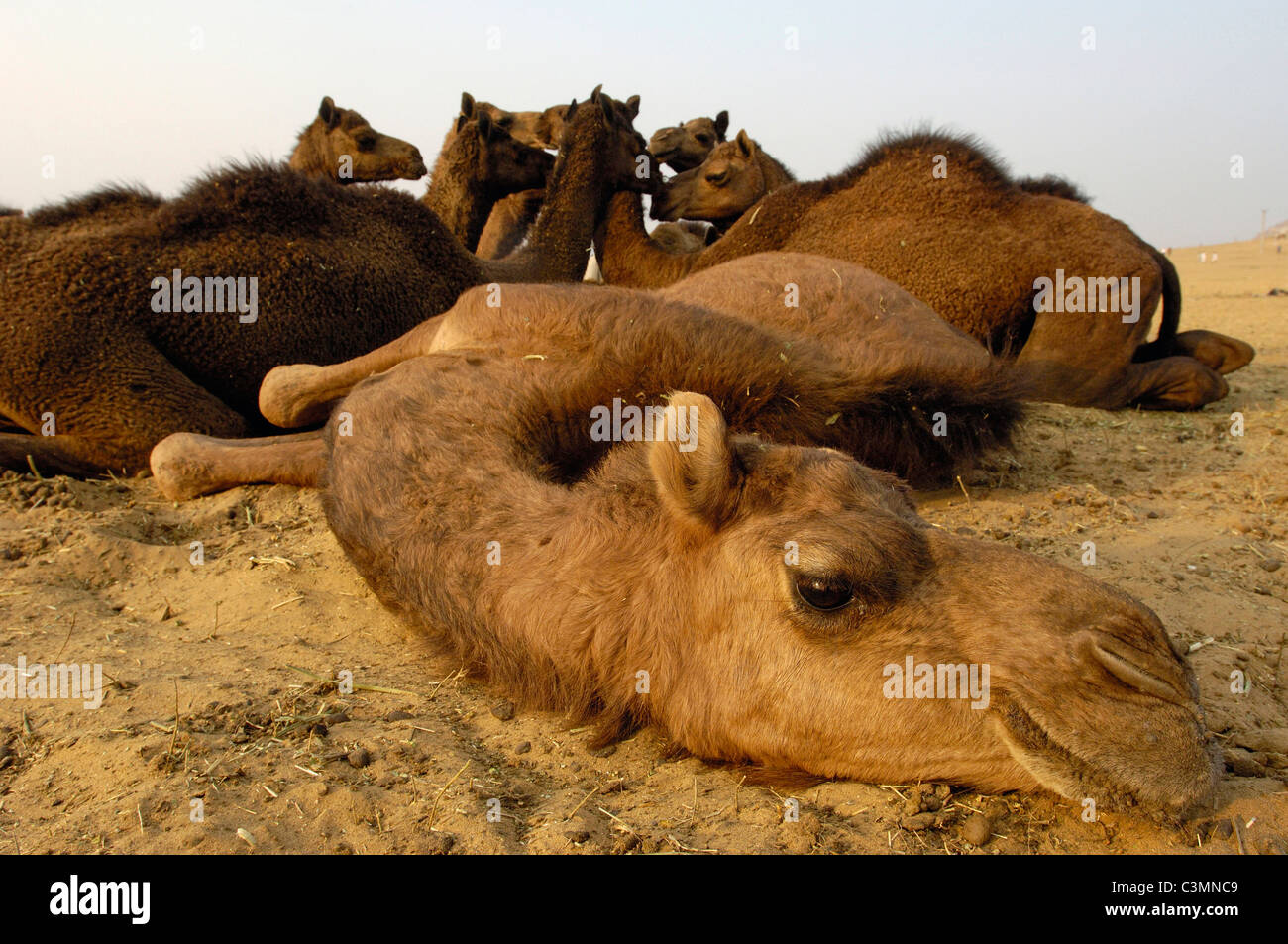 Un dromedario, jorobas de camellos (Camelus dromedarius). Grupo descansando en Pushkar camel y feria de ganado. Rajasthan, India. Foto de stock