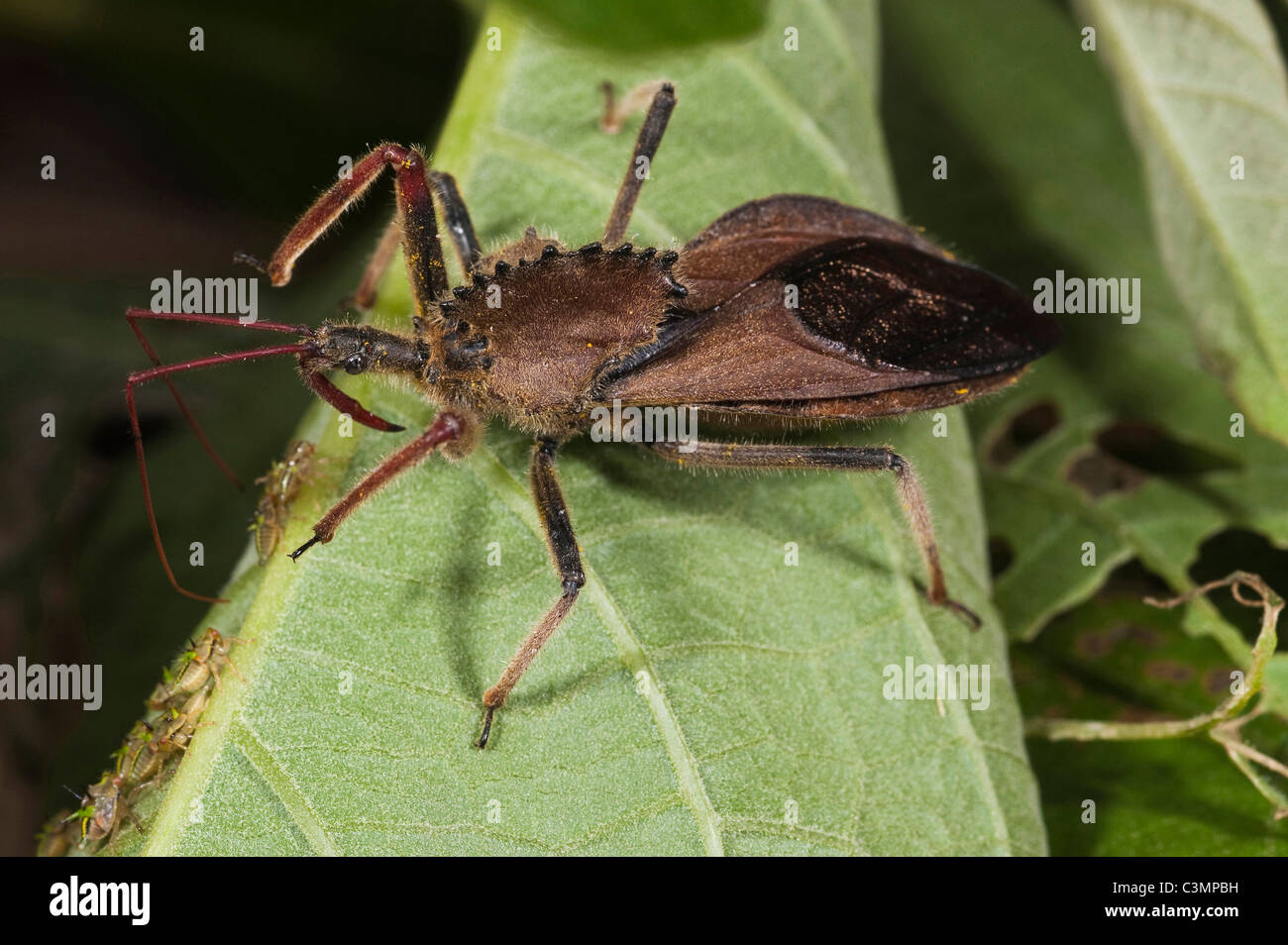 Coq-wheel Assassin Bug (Arilus carinatus) en una hoja. Bosque Nublado de Mindo, la vertiente occidental de los Andes, Ecuador. Foto de stock