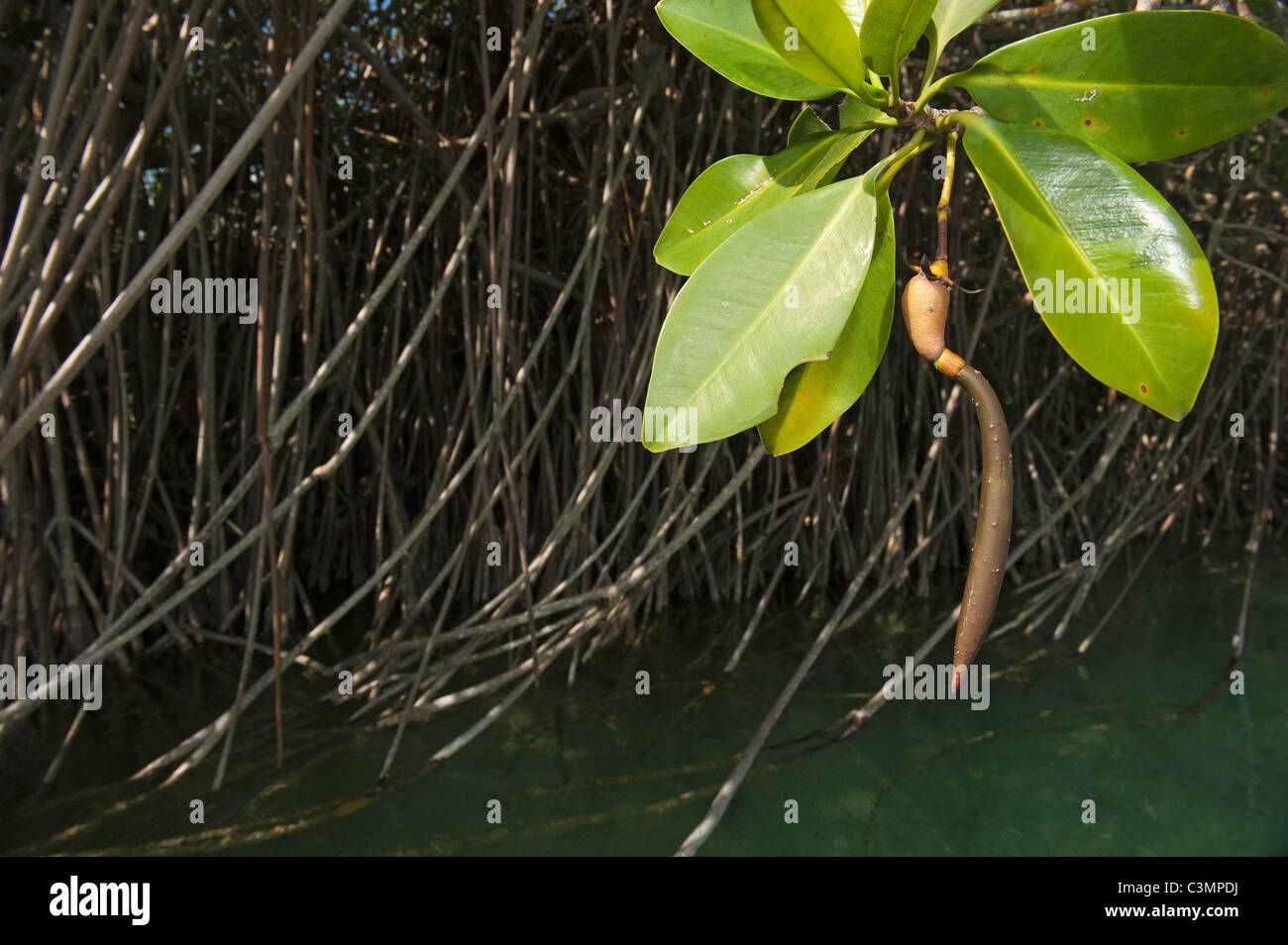 El mangle rojo (Rhizophora mangle), los plantones en una planta. Sian Ka'an, Reserva de la Biosfera de la península de Yucatán, México. Foto de stock