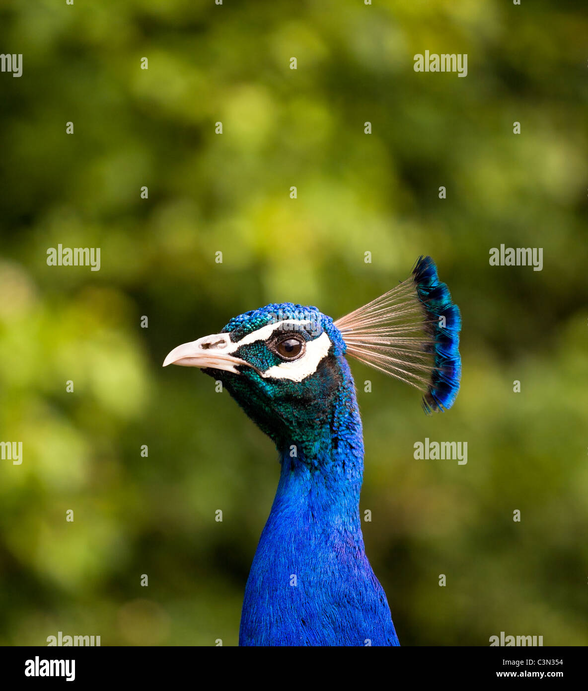 Vista de perfil de un pavo real centrado en el ave con un fondo borroso Foto de stock