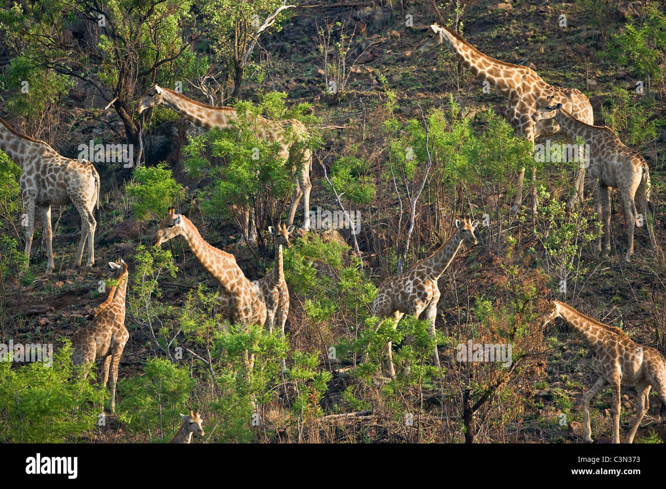 Sudáfrica, cerca de Rustenburg, el Parque Nacional Pilanesberg. Manada de graffes, Giraffa camelopardalis. Foto de stock