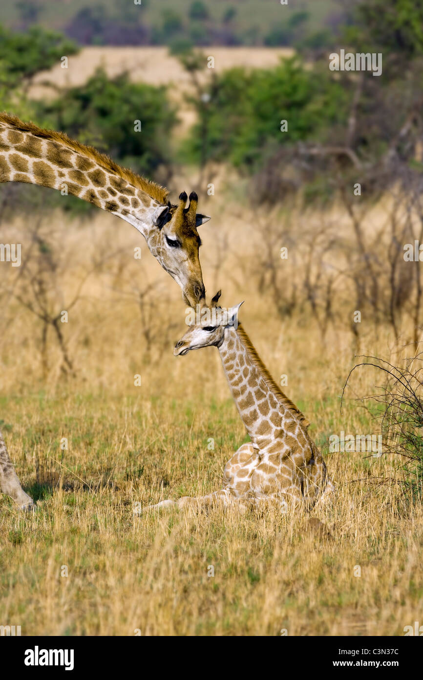 Sudáfrica, cerca de Rustenburg, el Parque Nacional Pilanesberg. Jirafas, Giraffa camelopardalis. La madre y la cría. Foto de stock