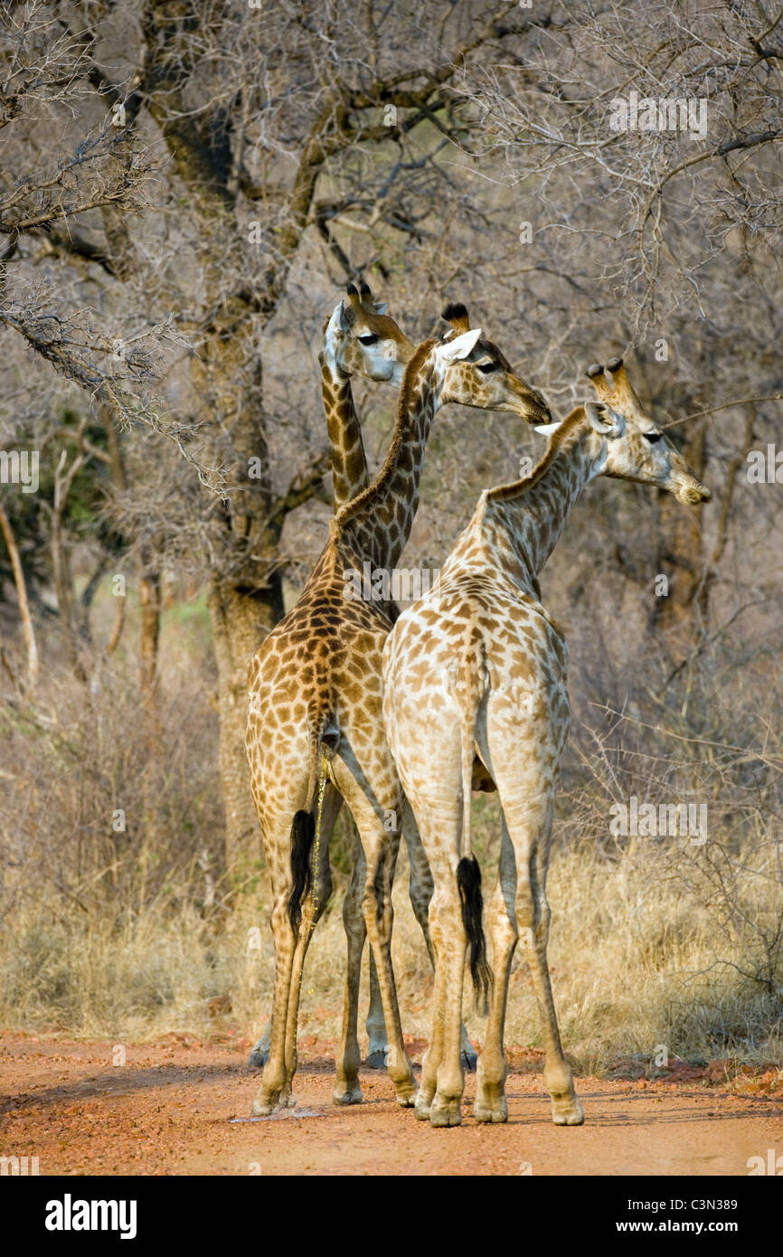Sudáfrica, cerca de Madikwe Zeerust, Parque Nacional. Jirafas, Giraffa camelopardalis. Foto de stock
