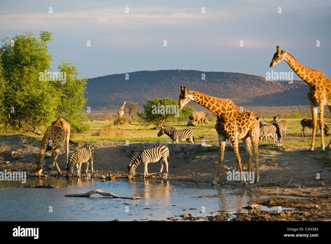 Sudáfrica, el Parque Nacional de Madikwe Jirafa,Ceratotherium simum Burchell, zebra Equus burchelli, bebiendo al orificio de agua Foto de stock